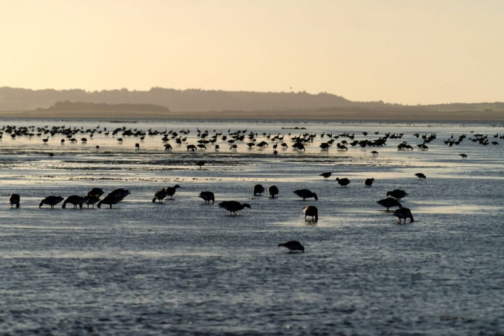 Prutgås Branta Bernicla: