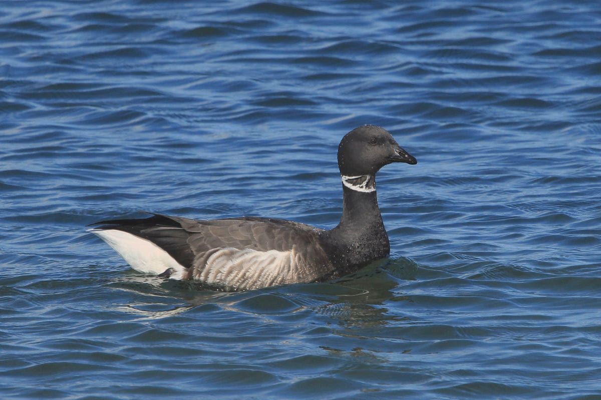 Prutgås Branta Bernicla