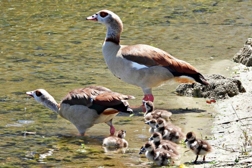 Nilgås - Alopochen Aegyptiaca