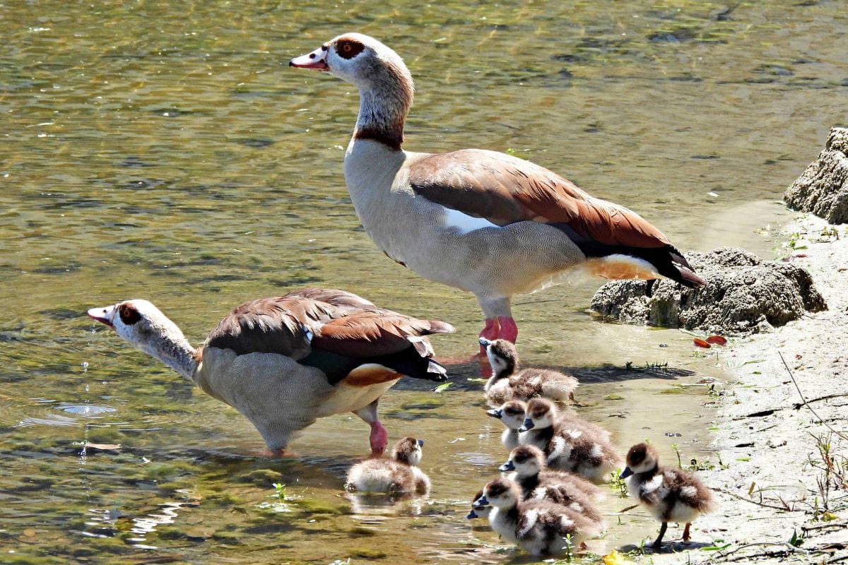 Nilgås - Alopochen Aegyptiaca