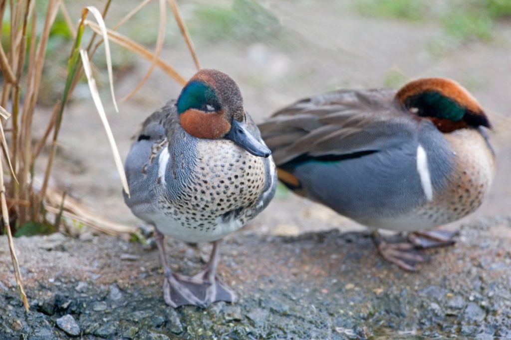 Amerikansk Kricka - Anas Carolinensis