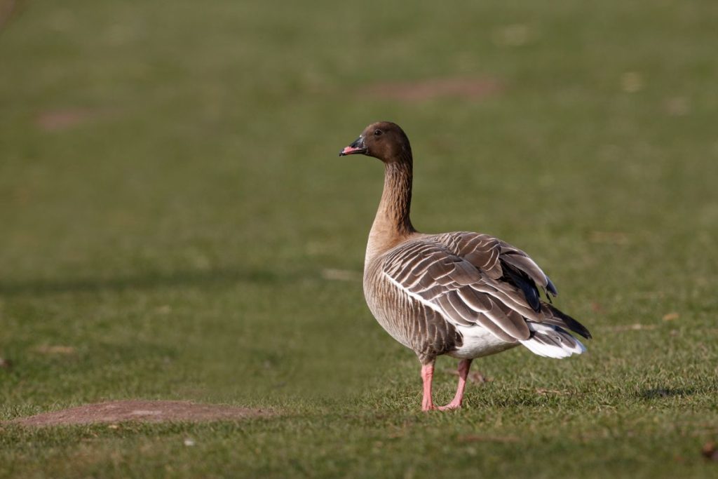 Spetsbergsgås - Anser Brachyrhynchus