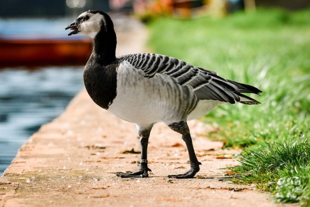 Vitkindad gås - Branta Leucopsis