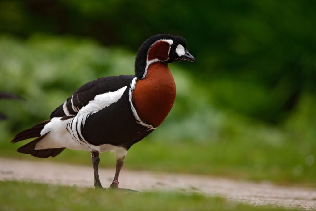 Rödhalsad gås Branta Ruficollis