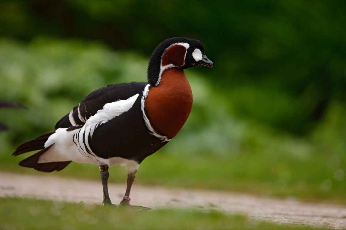 Rödhalsad gås Branta Ruficollis