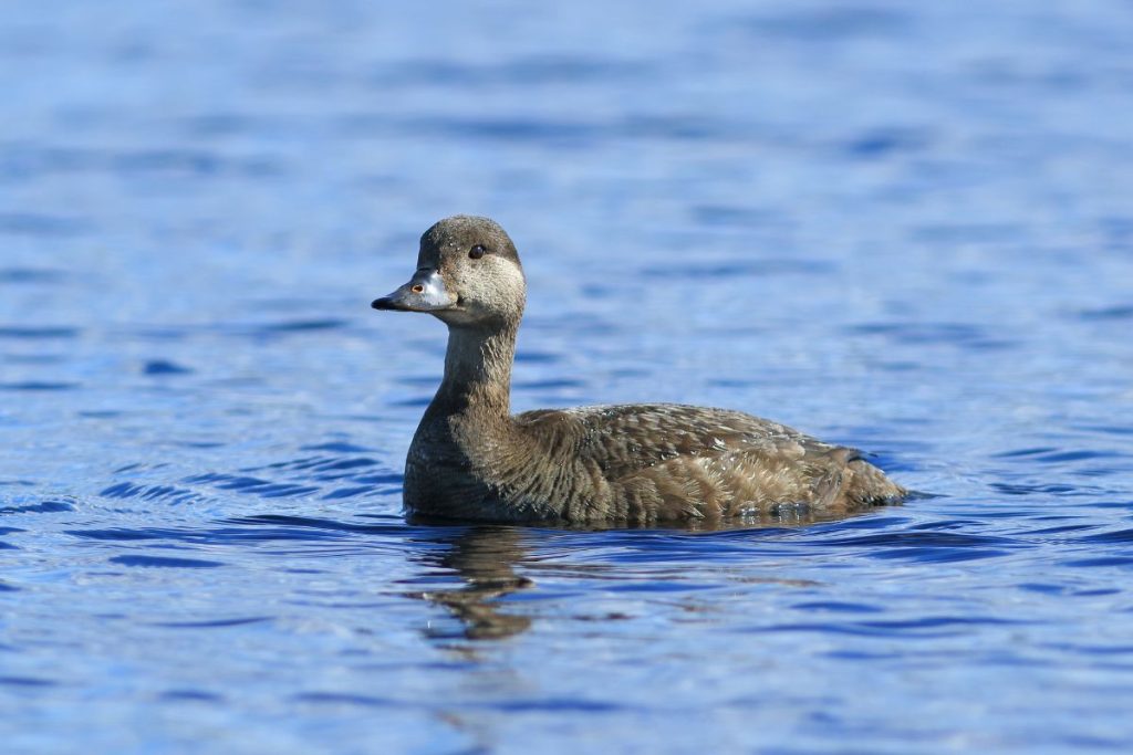 Sjöorre - Melanitta Nigra