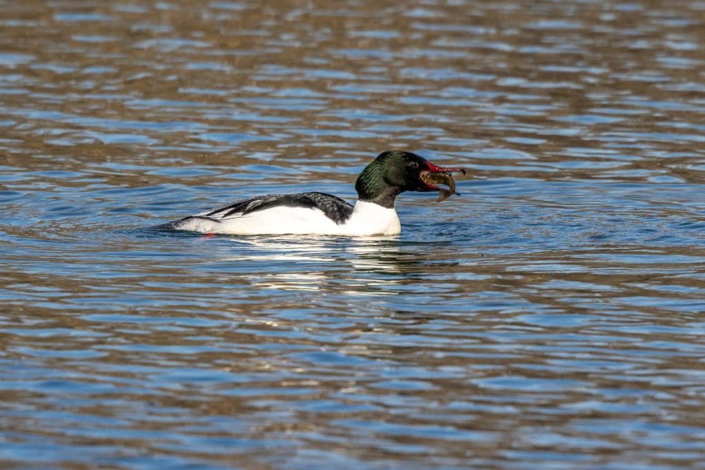 Storskrake - Mergus Merganser