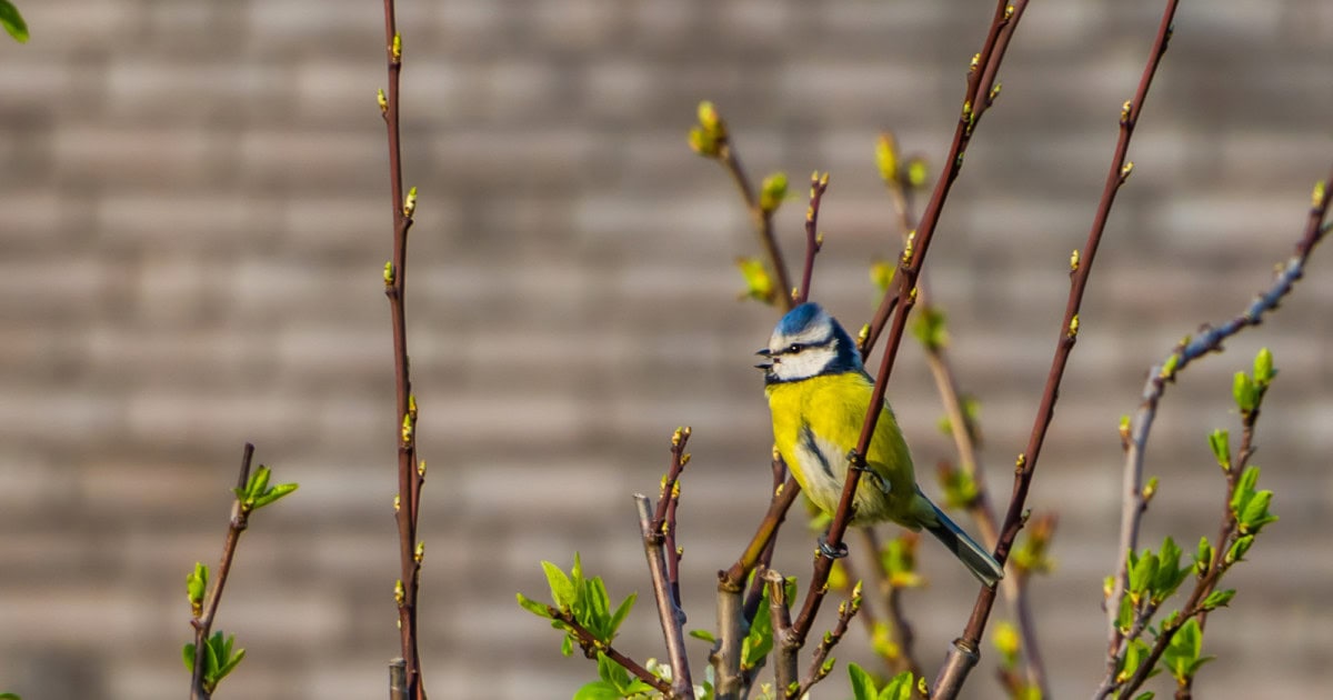 Mesar Paridae: Artfakta och utbredning