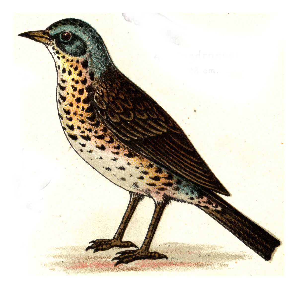 Turdidae