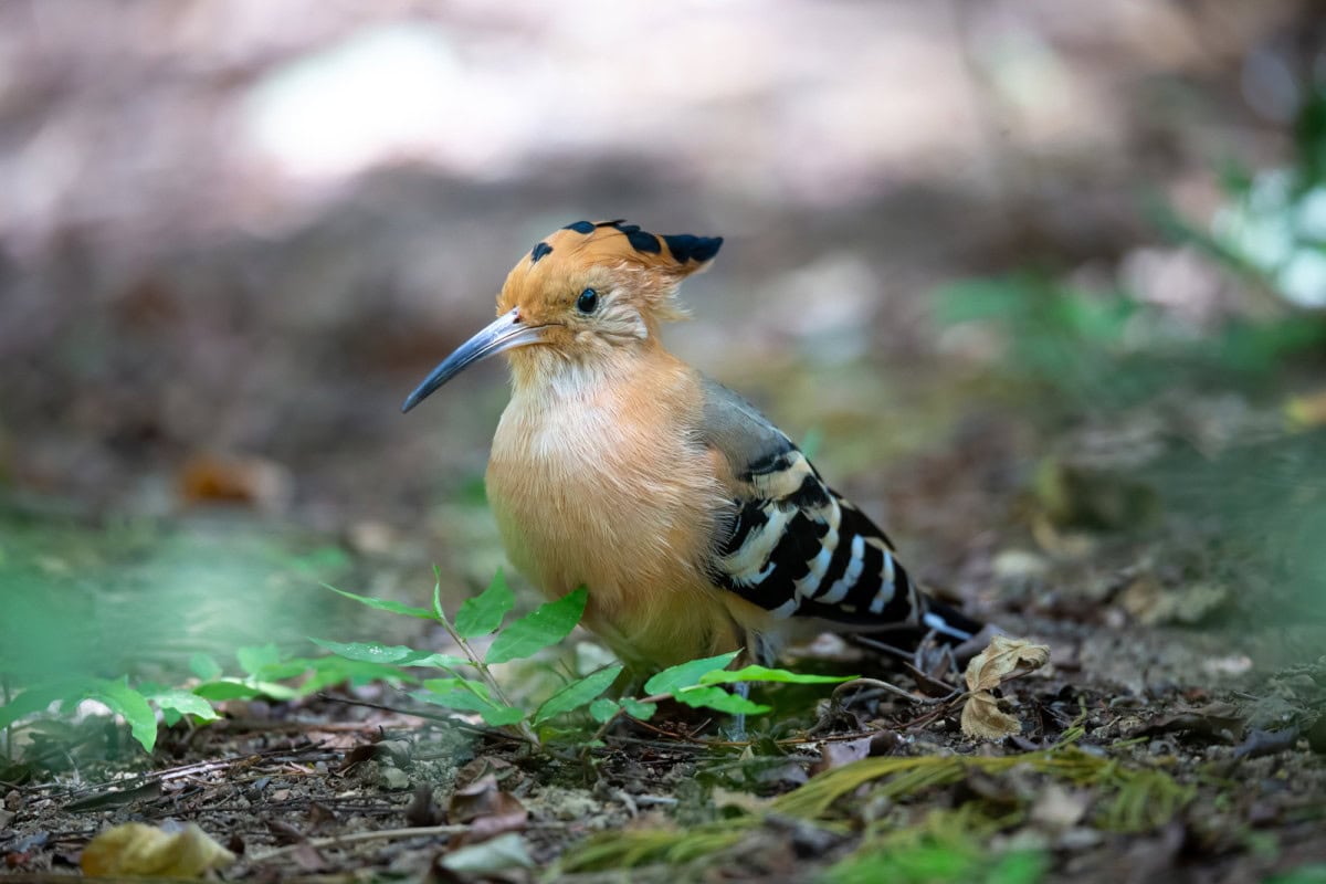 Härfåglar Upupidae: Deras beteende och habitat